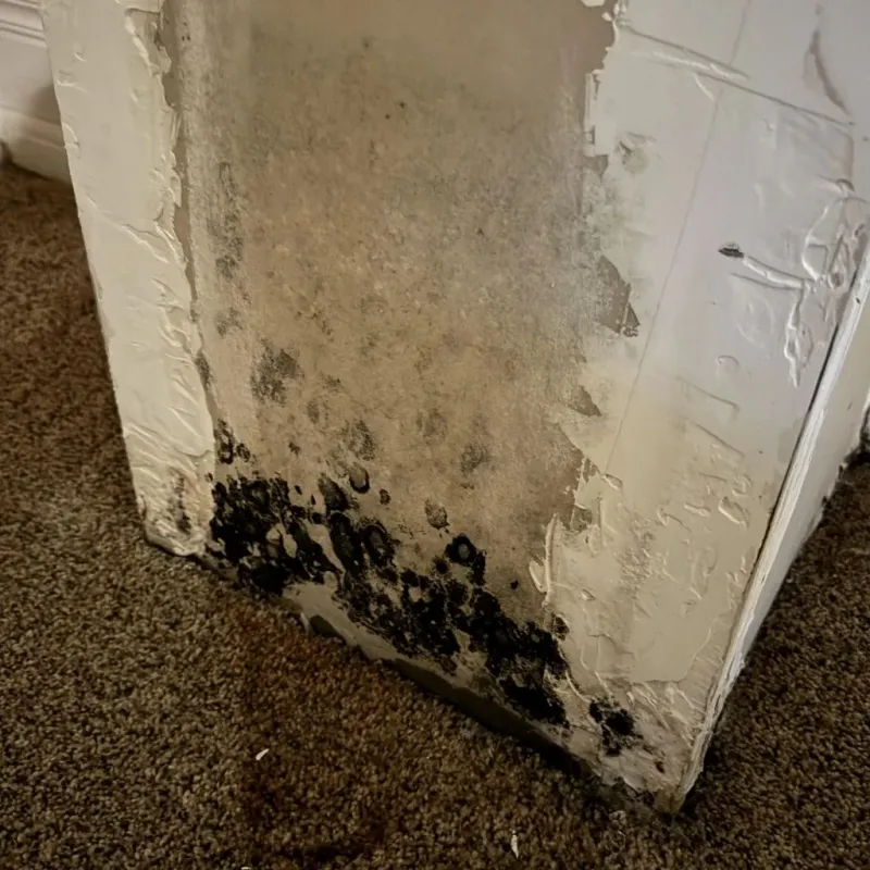Professional Mold Removal in Darien, CT